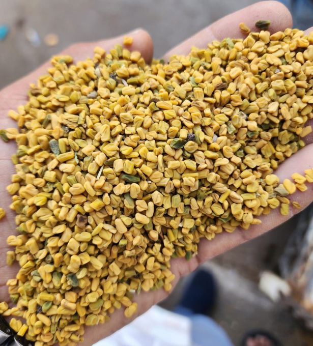 FENUGREEK 01
